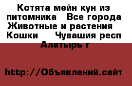 Котята мейн-кун из питомника - Все города Животные и растения » Кошки   . Чувашия респ.,Алатырь г.